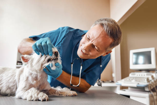 Best Emergency Denture Repair in Odessa, FL